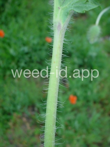 poppy, field